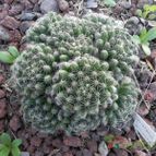 Mammillaria sphaerica (enviado por Marimar el 2013-04-19)