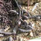 Kleinia pendula (enviado por Marimar el 2013-04-20)