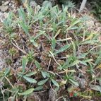 Euphorbia bupleurifolia x susannae (enviado por Marimar el 2013-04-22)