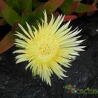 Carpobrotus edulis (enviado por Marimar el 2013-04-28)