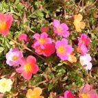 Portulaca umbraticola (enviado por Marimar el 2013-04-30)