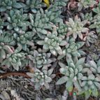 Pachyphytum compactum (enviado por Marimar el 2013-05-11)
