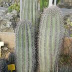 Carnegiea gigantea (enviado por Marimar el 2013-05-14)
