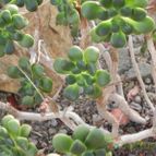Aeonium lindleyi (enviado por Marimar el 2013-05-26)