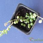 Collecion de Marimar