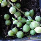 Collecion de Marimar