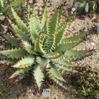 Aloe erinacea   (enviado por Marimar el 2013-06-20)