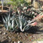 Aloe claviflora (enviado por Marimar el 2013-07-02)