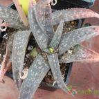 Aloe Ellenbeckii (enviado por Marimar el 2013-07-02)