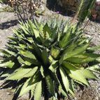 Agave ghiesbreghtii (enviado por Marimar el 2013-07-04)