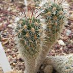 Thelocactus hastifer (enviado por Marimar el 2013-07-05)
