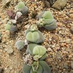 Gibbaeum dispar   (enviado por Marimar el 2013-07-08)