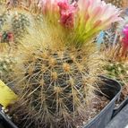 Eriosyce chilensis (enviado por Marimar el 2013-07-10)