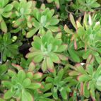 Sedum dendroideum   (enviado por Marimar el 2013-07-16)