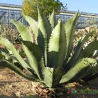 Agave salmiana var. ferox (enviado por Marimar el 2013-07-31)