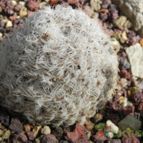 Mammillaria duwei (enviado por Marimar el 2013-08-05)