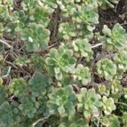 Aeonium x mascaense (enviado por Marimar el 2013-08-14)
