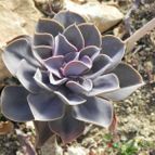Echeveria X Perle von Nurnberg ( E. gibbiflora metalica X E. elegans) (HIBRIDO) (enviado por Marimar el 2013-08-18)