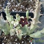 Pachycymbium decaisneanum (enviado por Marimar el 2013-08-28)