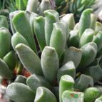 Adromischus cristatus var. schonlandii (enviado por Marimar el 2021-06-17)