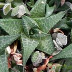 Haworthia venosa subsp. tessellata (enviado por Marimar el 2013-09-30)