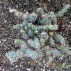 Corynopuntia bulbispina (enviado por Marimar el 2013-10-03)