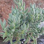 Crassula mesembryanthemoides (enviado por Marimar el 2013-10-07)