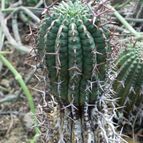Euphorbia stellispina (enviado por Marimar el 2013-10-07)