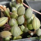 Senecio herreianus (enviado por Marimar el 2013-10-07)