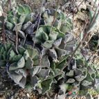 Adromischus cristatus (enviado por Marimar el 2013-10-07)