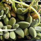 Crassula tecta (enviado por Marimar el 2013-10-09)