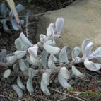 Adromischus triflorus   (enviado por Marimar el 2013-10-18)
