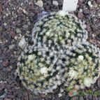 Mammillaria schiedeana (enviado por Marimar el 2013-10-23)