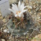 Collecion de Marimar