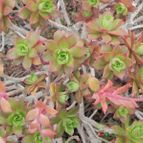 Aeonium decorum (enviado por Marimar el 2013-10-25)