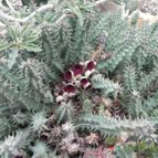 Huernia macrocarpa ssp. macrocarpa (enviado por Marimar el 2013-10-31)