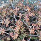 Sedum adolphii (enviado por Marimar el 2013-10-31)