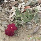 Orbeopsis melanantha (enviado por Marimar el 2013-10-31)