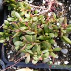 Crassula pubescens subsp. radicans (enviado por Marimar el 2013-11-13)