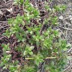 Crassula undulata (enviado por Marimar el 2013-11-01)