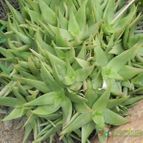 Aloe ibitiensis (enviado por Marimar el 2013-12-18)