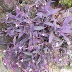 Tradescantia pallida (enviado por Marimar el 2013-12-23)