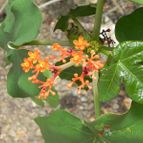 Jatropha podagrica (enviado por Marimar el 2013-12-29)