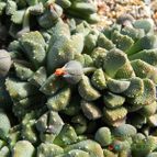 Aloinopsis luckhoffii (enviado por Marimar el 2014-01-08)