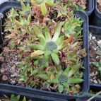 Orostachys japonica (enviado por Marimar el 2014-01-14)
