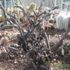 Cereus spegazzinii fma. crestada (enviado por Marimar el 2014-02-02)