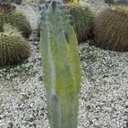 Lophocereus schottii (enviado por Marimar el 2014-02-03)