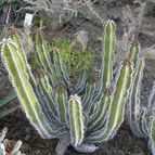Euphorbia virosa   (enviado por Marimar el 2014-02-03)