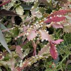 Rhipsalis pachyptera (enviado por Marimar el 2014-02-11)