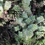Crassula perforata (enviado por Marimar el 2014-02-18)